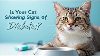 🐾 Diabetes in Cats Symptoms Causes and Treatment [upl. by Adnahsor807]