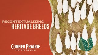 Conner Prairie  Recontextualizing Heritage Breeds [upl. by Annaul419]