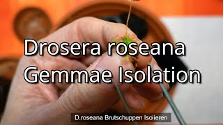 Isolate gemmae from Drosera roseana  Brutschuppen Isolation Droseana [upl. by Aruabea]