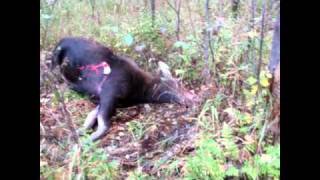 Film chasse orignal 2010 en Abitibi par Serge Ferron [upl. by Neerod]