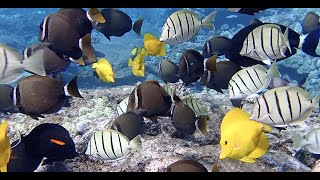 Snorkeling Hawaii Lanai [upl. by Aimal]