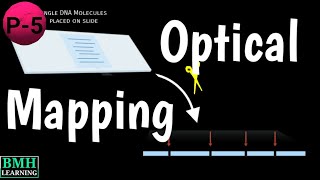 Optical Mapping  Genome Optical Mapping  Restriction Mapping [upl. by Goodhen418]