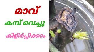 കമ്പ് നട്ട് മാവ് കിളിർപ്പിക്കാംhow to grow mango tree from stem cuttingsAMALA AGRI MEDIA [upl. by Anuaek]