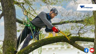 TEUFELBERGER Ambassador Treeclimbing Competition [upl. by Nugesulo]