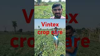 Vintex crop care treatment plot [upl. by Ratcliffe]