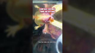 Lý do Axolotl ra đi😢 cácảnh pets aquarium axolotl [upl. by Erdreid367]