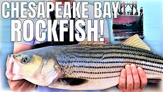 CHESAPEAKE BAY ROCKFISH Trolling for Rockfish on the Chesapeake Bay Fishing Charter in MD [upl. by Eiliak]