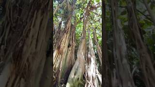 Air roots off a Banyan Tree 🌳 garden plants trees [upl. by Hermine]