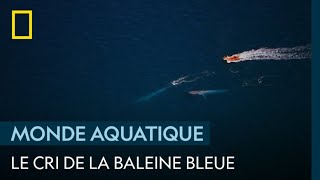 Le cri de la baleine bleue [upl. by Fortna379]