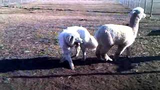 Alpaca playing and tackling a 150lb Great Pyrenees [upl. by Aimo937]