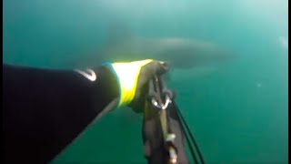 Kid Attacked By Shark Video  real or fake [upl. by Apps]