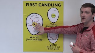 4H Embryology Day 7 Candling Classroom Presentation [upl. by Irap738]