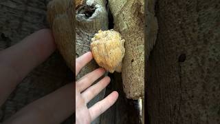 How to find and harvest Bear’s Head Tooth Hericium americanum on Beech [upl. by Mordecai]