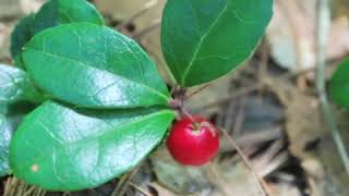 How to Grow Wintergreen Gaultheria Procumbens [upl. by Phox]