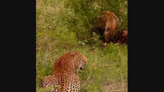 Leopard kills Hyena [upl. by Lowenstern]