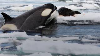 Killer whales Which calls do the different ecotypes use [upl. by Apurk]