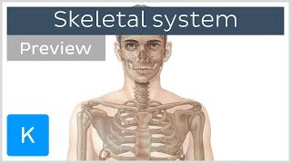 Skeletal system axial and appendicular skeletons preview  Human Anatomy  Kenhub [upl. by Nelleyram449]