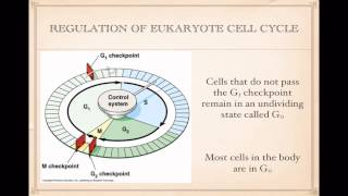 Regulation of Cell Cycle [upl. by Stafford259]