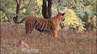 Ranthambhore national park zone3 [upl. by Allehs]