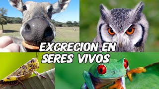 🔵🔴 La mejor explicación SISTEMA EXCRETOR EN ANIMALES  José Moreno Biólogo [upl. by Tselec]