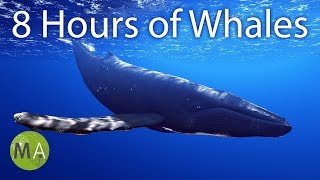 8 Hours of Whale Sounds Deep Underwater for Sleep and Relaxation [upl. by Mauchi]