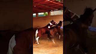 HORSE ATTACKED  HORSE FIGHTING [upl. by Ylek]