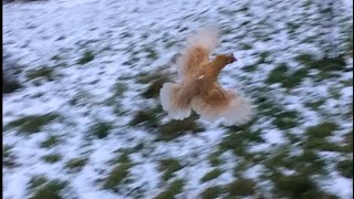 Chickens Flying In The Snow [upl. by Allanson597]