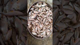 पोठिया मछली बनाने एकदम अलग और सरल तरीका से बनाएं Small Fish Recipe youtubeshorts shortsfeed [upl. by Aramo]