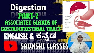 Associated Glands Of Gastrointestinal Tract gastrointestinaltractdigestivesysteminkannadaampenglish [upl. by Enomaj]