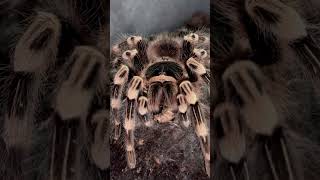 Acanthoscurria geniculata [upl. by Podvin]