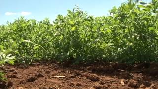 Hortaliças leguminosas para cultivo de inverno  Dia de Campo na TV [upl. by Placido]