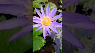 🪷 AmbalNymphaea StellataBlue Lotus Water Lily [upl. by Lede]