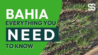 5 Reasons to use bahia grass in Florida [upl. by Schick900]