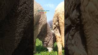 Kashmiri sheep farming in india and free range trending jammu kashmir goat sheep shortvideo [upl. by Enilegna669]