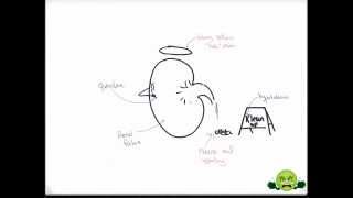 Digoxin Toxicity  Mneumonic Monster [upl. by Tuck]