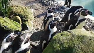 Drusillas penguins come to say hi [upl. by Hoover]