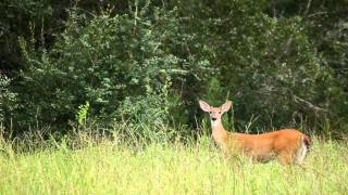 White Tailed Deer Odocoileus virginianus [upl. by Eiahpets]