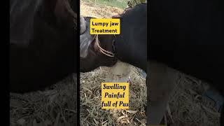 lumpy jaws treatment in Heifer buffalo  Actinomycosis [upl. by Wilhelm53]