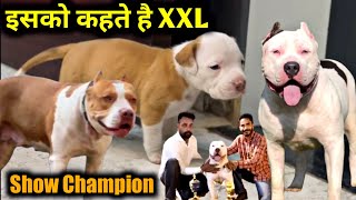 Real XXL Size इसको कहते है  CHAMPION LINE XXL AMERICAN BULLY FOR SALE [upl. by Annoyi]