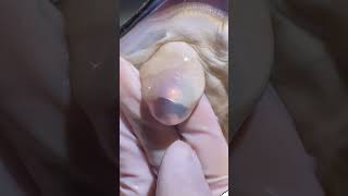 The super decompressive process of opening pearl clamspearl unzip [upl. by Dailey]