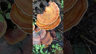 Stereum ostreaFalse turkey tail [upl. by Namaan534]