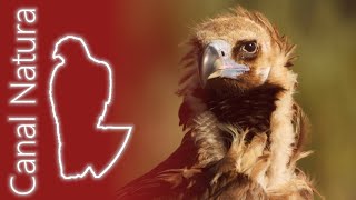 Buitre negro Aegypius monachus Cinereous Vulture 4K [upl. by Bolan452]