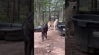 Wolfdogs howling at the Texas Wolfdog Project shelter [upl. by Nois]