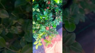 Madhukamini plant 🪴gardening plants youtubeshorts viralvideo [upl. by Asyle]