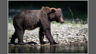 Bella Coola Grizzly Bears 2024 [upl. by Marrissa]