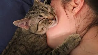 When Cat Showing Their Love to Their Human by Their Cute Way [upl. by Esyahc943]