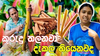 අද අපි කුරුදු තලන්නේ කොහොමද කියල බලමු  HOW TO MAKE CINNAMON STICKS  MR DULA FAMILY [upl. by Nosduj]