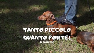 Tanto piccolo quanto Forte  Il Bassotto [upl. by Eylrahc]