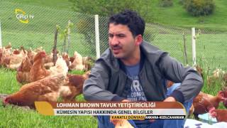 Kanatlı DünyasıLohman Brown Tavuk Yetiştiriciliği [upl. by Akital]