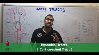 Pyramidal Tracts  Corticospinal Tract [upl. by Aihsei]